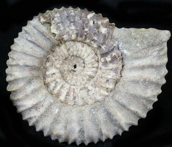 Pavlovia Ammonite Fossil - Siberia #29774